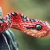 African Bush Viper Diamond Painting