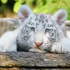 Baby Albino Tiger Diamond Painting