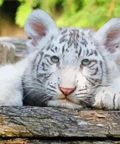 Baby Albino Tiger Diamond Painting