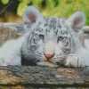 Baby Albino Tiger Diamond Painting