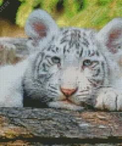 Baby Albino Tiger Diamond Painting