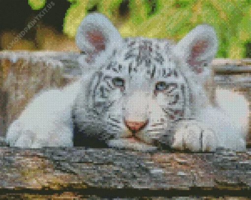 Baby Albino Tiger Diamond Painting