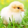 Baby Chick Diamond Painting