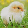 Baby Chick Diamond Painting