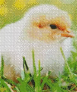 Baby Chick Diamond Painting