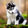 Baby Husky Diamond Painting