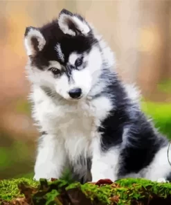 Baby Husky Diamond Painting