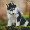 Baby Husky Diamond Painting