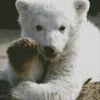 Baby Knut Polar Bear Diamond Painting