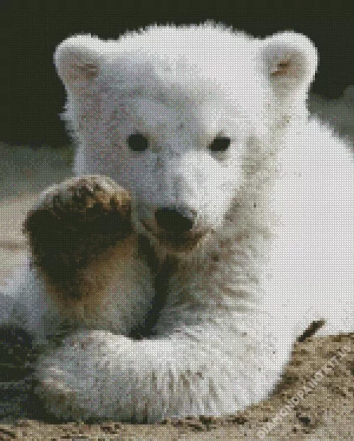 Baby Knut Polar Bear Diamond Painting