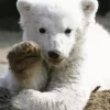 Baby Knut Polar Bear Diamond Painting