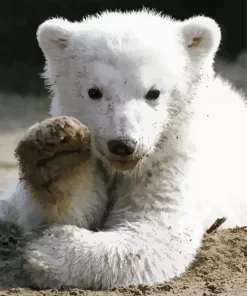 Baby Knut Polar Bear Diamond Painting