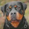 Baby Rottweiler Diamond Painting