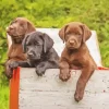 Black vs Chocolate Lab Puppies Diamond Painting