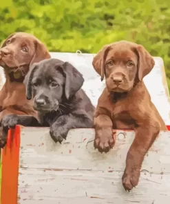 Black vs Chocolate Lab Puppies Diamond Painting