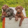 Black vs Chocolate Lab Puppies Diamond Painting