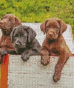 Black vs Chocolate Lab Puppies Diamond Painting