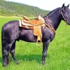 Black Western Horse In A Field Diamond Painting