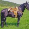 Black Western Horse In A Field Diamond Painting