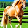 Blond Hair Horse Diamond Painting