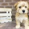 Blond Morkie Diamond Painting