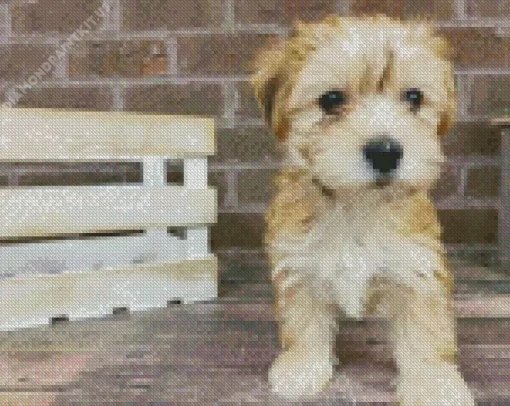 Blond Morkie Diamond Painting