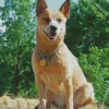 Blonde Australian Cattle Dog Diamond Painting