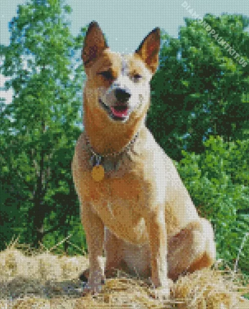 Blonde Australian Cattle Dog Diamond Painting