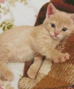 Blonde Kitten Diamond Painting