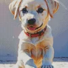 Blonde Labrador And Basket Ball Diamond Painting