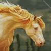 Blonde Stallion Horse Diamond Painting