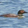 Common Loon Diamond Painting