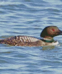 Common Loon Diamond Painting