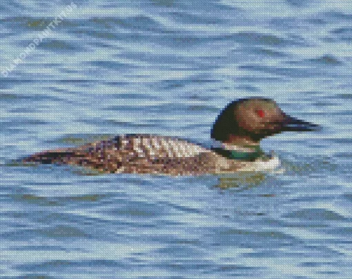 Common Loon Diamond Painting