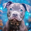 Cute Grey Staffy With Blue Eyes Diamond Painting