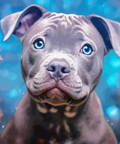 Cute Grey Staffy With Blue Eyes Diamond Painting