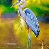 Everglades Blue Heron Diamond Painting