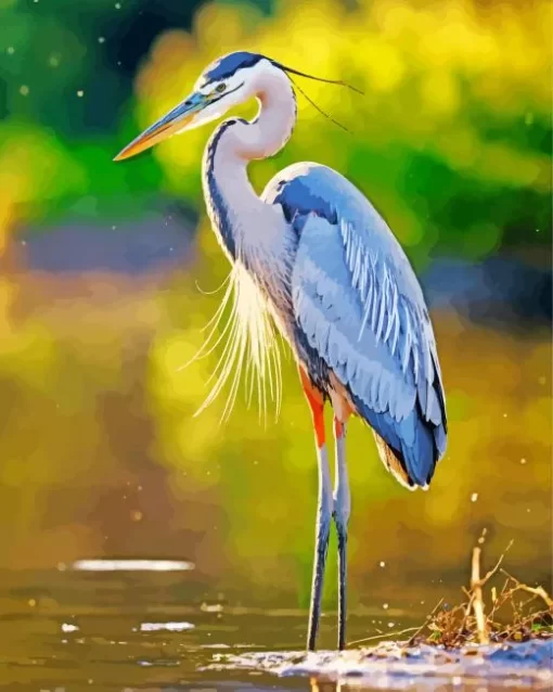 Everglades Blue Heron Diamond Painting