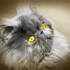 Himalayan Persian Cat Diamond Painting