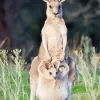 Kangaroo In A Pouch Diamond Painting