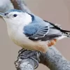 Nuthatch Female Bird Diamond Painting