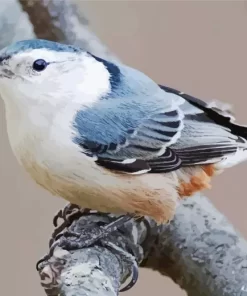 Nuthatch Female Bird Diamond Painting