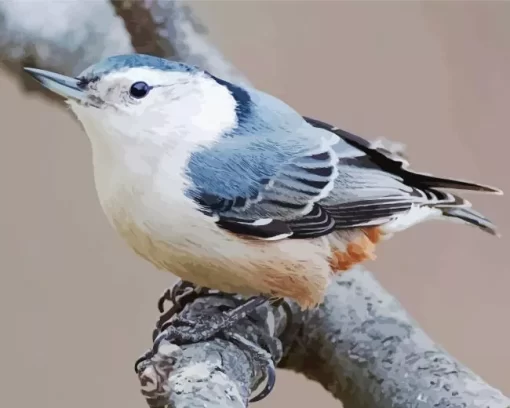 Nuthatch Female Bird Diamond Painting