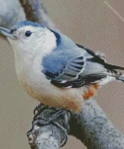 Nuthatch Female Bird Diamond Painting