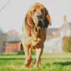 Red Bloodhound Diamond Painting