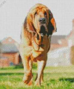 Red Bloodhound Diamond Painting