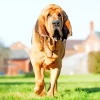 Red Bloodhound Diamond Painting