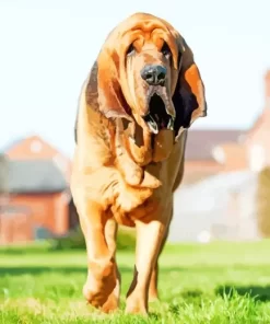 Red Bloodhound Diamond Painting