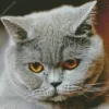 Sad Grey Cat With Orange Eyes Diamond Painting