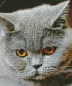 Sad Grey Cat With Orange Eyes Diamond Painting